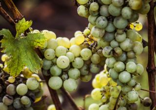 What makes a blanc de blancs champagne so fine?