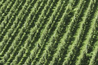 Brut Champagne: The Most Popular Style Explained