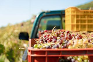 The champagne grape varieties behind every blend