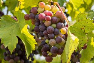 History of champagne, from abbey cellars to world icon