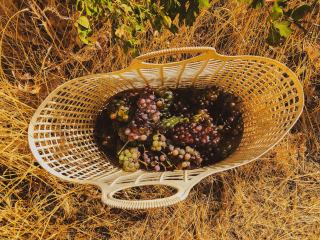 How the champenoise method turns still wine into Champagne