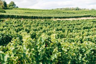 Corked Champagne or Just a Style You Dislike?